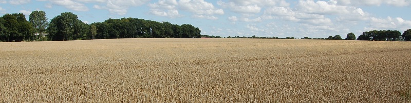 Deutsche-Politik-News.de | Getreide Weizen Niedersachsen 2012