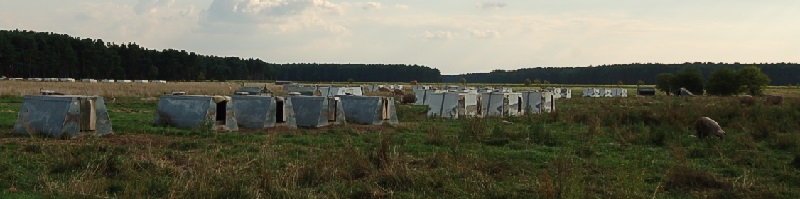 Deutsche-Politik-News.de | Schweinezucht im Wald Brandenburg 2013