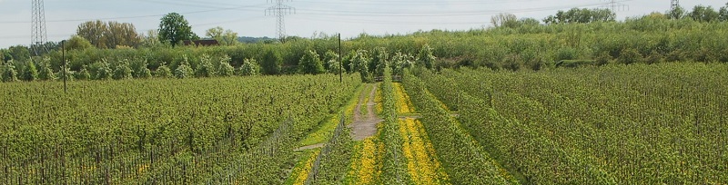 Deutsche-Politik-News.de | Landschaft in Niedersachsen