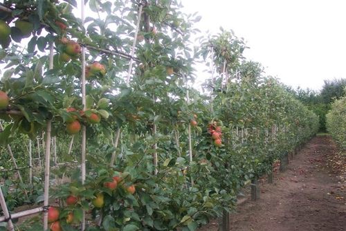 News - Central: Oktober ist die perfekte Pflanzzeit fr Obst- und Laubgehlze