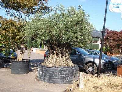Deutsche-Politik-News.de | Der Olivenbaum ist eine typische mediterrane Gartenpflanze