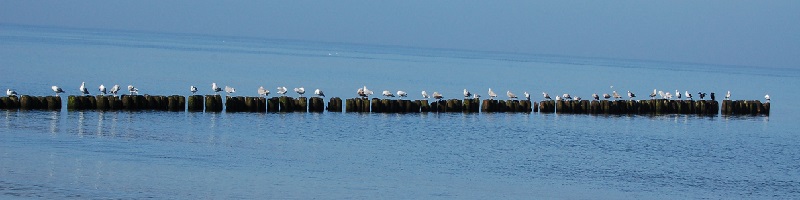 Deutsche-Politik-News.de | Ostsee bei Darlowo Polen 2011