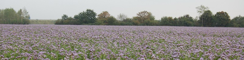 Deutsche-Politik-News.de | Sachsen Zwischenfruchtanbau Bienenfreund 2011