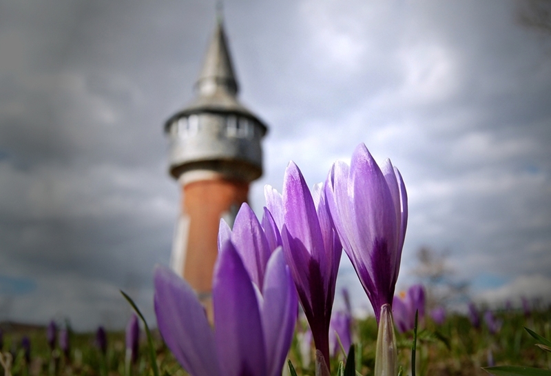 Hotel Infos & Hotel News @ Hotel-Info-24/7.de | Krokus vor dem Husumer Wasserturm