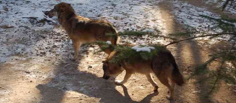 Deutsche-Politik-News.de | Wlfe Wildpark Harburg 2012