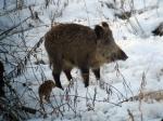 Foto: Jagd auf Wildschweine ist kontraproduktiv. |  Landwirtschaft News & Agrarwirtschaft News @ Agrar-Center.de