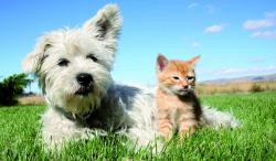 Hunde Infos & Hunde News @ Hunde-Info-Portal.de | Foto: Auch Hund und Katze freuen sich ber den Sommer. Aber Vorsicht: Im Gras knnen Zecken lauern!
