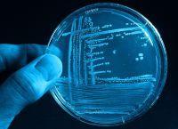 Foto: Mikroorganismen in der industriellen Biotechnologie (Quelle: BRAIN AG). |  Landwirtschaft News & Agrarwirtschaft News @ Agrar-Center.de