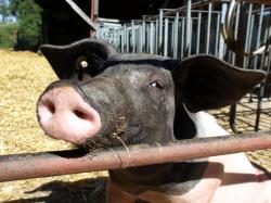 Agrar-Center.de - Agrarwirtschaft & Landwirtschaft. Foto: Neugieriges Schwein auf dem Aspichhof in Ottersweier (Foto: Proplanta). |  Landwirtschaft News & Agrarwirtschaft News @ Agrar-Center.de