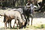 Zoo-News-247.de - Zoo Infos & Zoo Tipps | Foto: Streifen-Gnus erobern ihre Anlage am Sambesi.