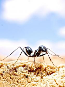 Tunesien-News.de - Tunesien Infos & Tunesien Tipps | Foto: Die Wstenameise Cataglyphis fortis lebt in kargen Salzpfannen im wstenhaften Sden Tunesiens. (Markus Knaden / Max-Planck-Institut fr chemische kologie )