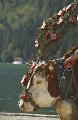 Landwirtschaft News & Agrarwirtschaft News @ Agrar-Center.de | Agrar-Center.de - rund um Agrarwirtschaft & Landwirtschaft. Foto: Almabtrieb �ber den K�nigssee-Wenn die Saison gut verlaufen ist, werden die K�he geschm�ckt.