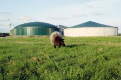 Foto: Biogasanlagen: Hohe Methanausbeute durch agaSAAT Energiemais. |  Landwirtschaft News & Agrarwirtschaft News @ Agrar-Center.de