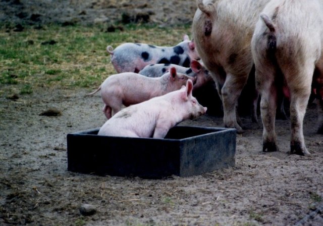 Testberichte News & Testberichte Infos & Testberichte Tipps | Foto: ko schweine - Sau mit Ferkeln in biolandgerechter Haltung.