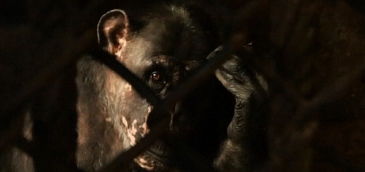 News - Central: Einer der beiden Schimpansen in dem kleinen Verschlag hinter Gittern (Foto: animal public e.V.)