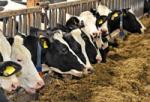 Foto: Zulassungserweiterung fr Langzeitantibiotikum gegen akute post-partale Metritis. |  Landwirtschaft News & Agrarwirtschaft News @ Agrar-Center.de