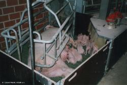 Landwirtschaft News & Agrarwirtschaft News @ Agrar-Center.de | Foto: Diese Gestelle, mit denen Sauen fixiert werden, sind noch Standard. Auf sie wollen die Sauenhalter nicht verzichten, obwohl die Ferkelverluste frei beweglicher Tiere in etwas gr��eren, eingestreuten Buchten nicht h�her sind. � E. Wendt.