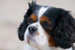Hunde Infos & Hunde News @ Hunde-Info-Portal.de | Foto: Von Fehlentwicklungen der Zucht betroffen - Cavalier King Charles Spaniel.