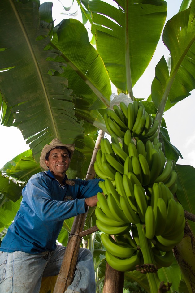 Nahrungsmittel & Ernhrung @ Lebensmittel-Page.de | Foto: Die Sorte Cavendish dominiert den weltweiten Bananen-Handel.