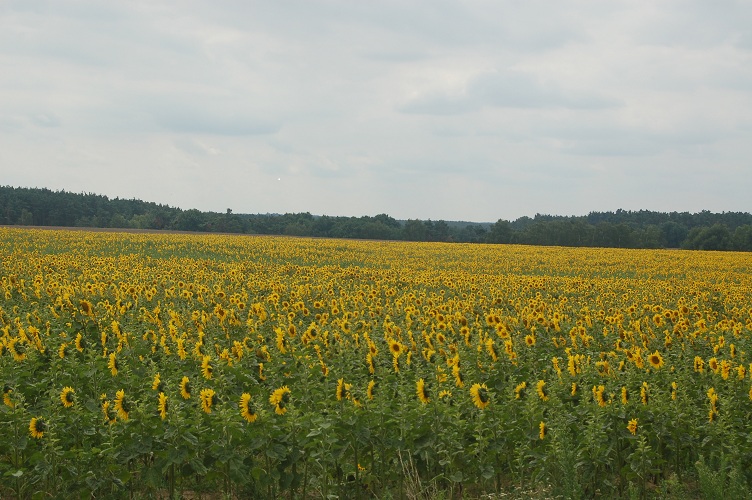 Landleben-Infos.de | Foto: Landschaft im Flming / Brandenburg.