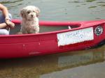 Hunde Infos & Hunde News @ Hunde-Info-Portal.de | Foto: Mit meinem Hund in einem Boot - Kanutouren mit Max & Moritz Hundewandertouren.