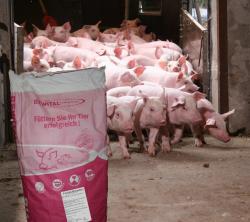 Landwirtschaft News & Agrarwirtschaft News @ Agrar-Center.de | Foto: Mit dem Ferkel-Booster ist ein hervorragendes Wachstum der Ferkel gesichert.