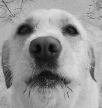 Hunde Infos & Hunde News @ Hunde-Info-Portal.de | Hunde-Infos @ Hunde-Info-Portal.de. Foto: Bitte vergesst mich nicht! Auch wir Hunde mssen regelmig geimpft werden!