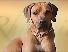 Hunde Infos & Hunde News @ Hunde-Info-Portal.de | Foto: Rhodesian-Ridgeback-Zwinger Rotterdell - attraktive TYPO3-Webseiten mit kleinem Budget.