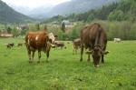 Foto: Braun- und Fleckvieh - nur zwei der zehn deutschen Milchkuh-Rassen Bildquelle: LVBM. |  Landwirtschaft News & Agrarwirtschaft News @ Agrar-Center.de