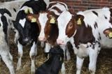Landwirtschaft News & Agrarwirtschaft News @ Agrar-Center.de | Foto: Unterversorgte K�lber haben sp�ter als K�he schlechtere Milchleistungen zur Folge.