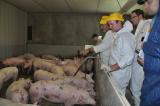 Landwirtschaft News & Agrarwirtschaft News @ Agrar-Center.de | Foto: Dr. Kees Schweepens erkl�rt >> Schweinesignale <<.