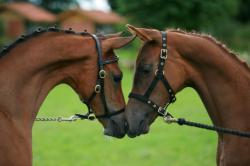 Foto: Wie gewohnt werden die zugelassenen Pferde in Qualitt und Optik hchsten Ansprchen gengen. |  Landwirtschaft News & Agrarwirtschaft News @ Agrar-Center.de