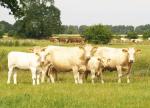 Landwirtschaft News & Agrarwirtschaft News @ Agrar-Center.de | Foto: Uckermrker Frsen treten bei Frsen-Championat 2011 an.