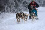 Hunde Infos & Hunde News @ Hunde-Info-Portal.de | Foto: Schlittenhunderennen mit reinrassigen Schlittenhunden nunmehr mit 30-jhrigen Jubilum.