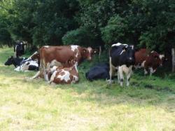 Landwirtschaft News & Agrarwirtschaft News @ Agrar-Center.de | Foto: Warum erkranken K�he an chronischem Botulismus?