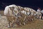 Foto: ber 1.250 Aussteller aus allen Bereichen der Landwirtschaft werden auf dem >> Gipfeltreffen der Viehzchter << erwartet. |  Landwirtschaft News & Agrarwirtschaft News @ Agrar-Center.de