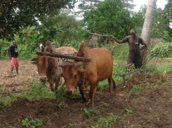 Tier Infos & Tier News @ Tier-News-247.de | Foto: Ein Farmer verwendet beim Pflgen die neuartigen Halsbnder mit dem Abwehrstoff des Wasserbocks. Die Ausbrche der Schlafkrankheit beim Vieh konnten damit um mehr als 80 Prozent reduziert werden. ( Foto: Dr. R. K. Saini/icipe)