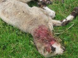 Landwirtschaft News & Agrarwirtschaft News @ Agrar-Center.de | Foto: Ermordetes Lmmchen in Weitefeld  PETA.