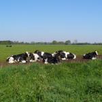 Foto: LactoPlus 2000 sichert auch bei Hitze die Energieversorgung der Kuh. |  Landwirtschaft News & Agrarwirtschaft News @ Agrar-Center.de
