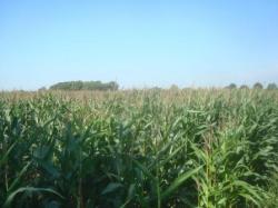 Foto: Werden die Erreger ber Grundfutter (hier Mais) in Milchviehherden eingetragen? |  Landwirtschaft News & Agrarwirtschaft News @ Agrar-Center.de