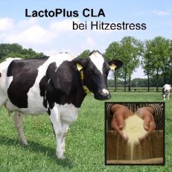 Foto: LactoPlus CLA hilft der Kuh bei Hitzestress. |  Landwirtschaft News & Agrarwirtschaft News @ Agrar-Center.de