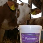 Foto: Atemwegserkrankungen beim Kalb mit Pulmosal gezielt vorbeugen. |  Landwirtschaft News & Agrarwirtschaft News @ Agrar-Center.de