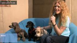 Hunde Infos & Hunde News @ Hunde-Info-Portal.de | Foto: GASSI-TV steht fr visionres, zukunftsorientiertes Fernsehen!