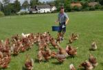 Foto: Die tgliche Handftterung strkt die Gesundheit der Hennen, sorgt fr ein natrliches Sozialgefge in der Herde. |  Landwirtschaft News & Agrarwirtschaft News @ Agrar-Center.de