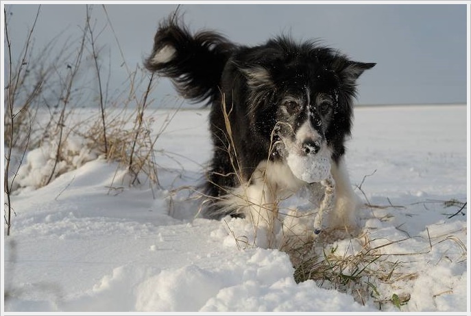 Deutsche-Politik-News.de | Winterhunde