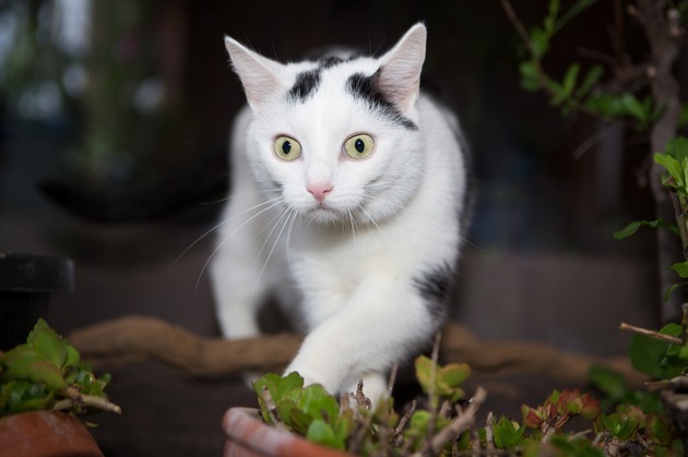 Tier Infos & Tier News @ Tier-News-247.de | Foto: Katzen, die an einer Schilddrsenberfunktion leiden, sind in der Anfangsphase hufig beraktiv, entwickeln einen wahren Heihunger und nehmen dabei aber gleichzeitig ab!