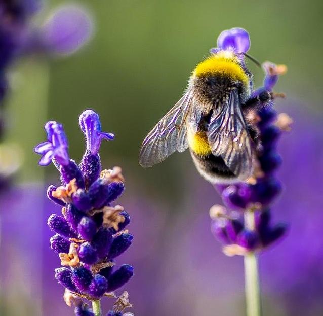Tier Infos & Tier News @ Tier-News-247.de | Hummel auf Lavendelblte