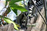 Foto: Lemur in Madagaskar. PRIORI Reisen.