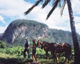 Landleben-Infos.de | Foto: Kubas Berglandschaft mit dem Pferd erkunden, Cubanisches Fremdenverkehrsamt