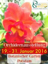 Pflanzen Tipps & Pflanzen Infos @ Pflanzen-Info-Portal.de | Foto: Orchideengarten Karge bei der Orchideenschau 2016 im Botanischen Garten Potsdam